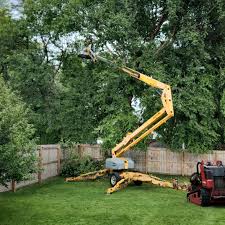 How Our Tree Care Process Works  in  Old Town, ME