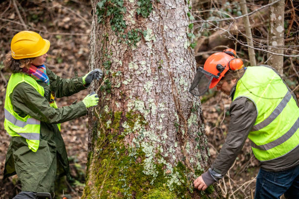 Tree and Shrub Care in Old Town, ME